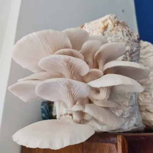 Oyster Mushroom