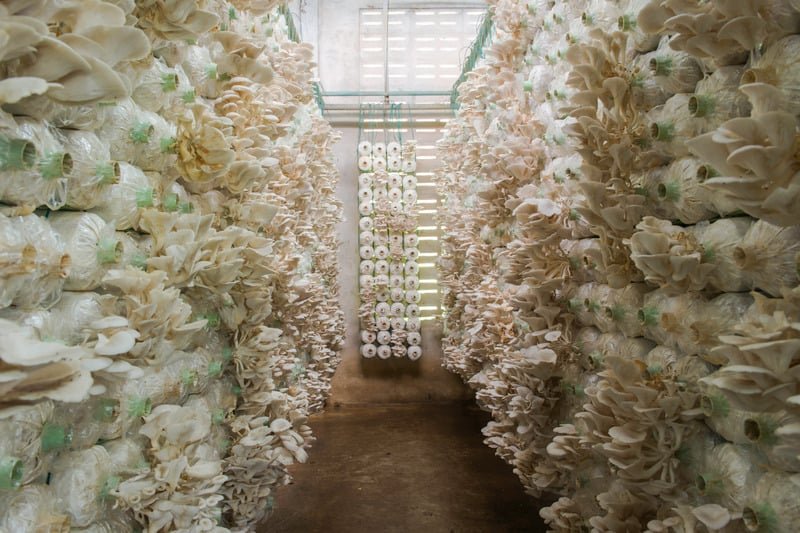 Basic Mushroom Farming